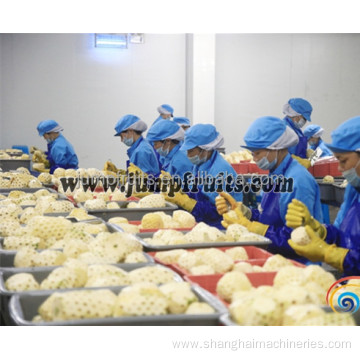 Vegetable frozen fruit processing line